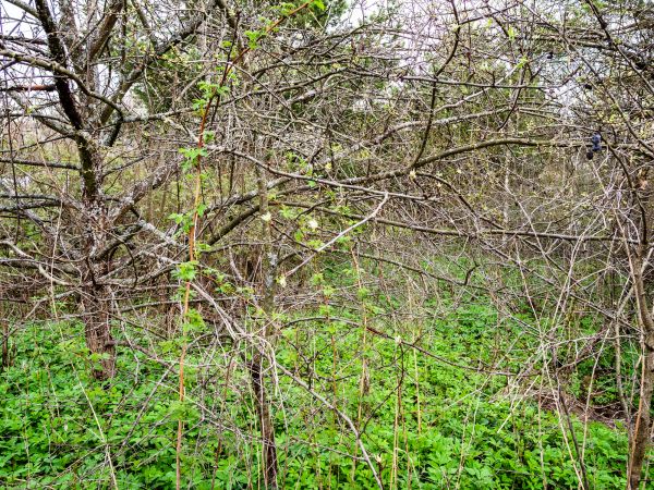 Underbrush Clearing in Ankeny