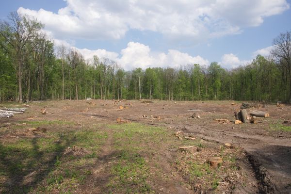 Cost of Pasture Clearing in Ankeny