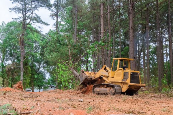 Forest Thinning in Ankeny
