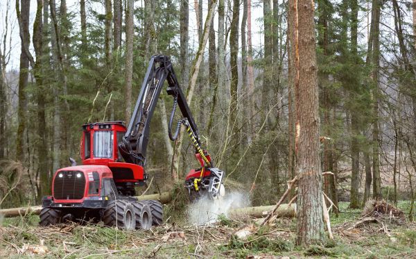 Cost of Forest Clearance Service in Ankeny