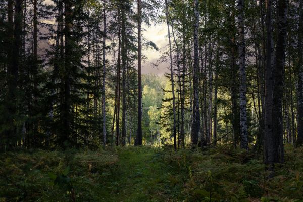 Cost of Pine Tree Clearing in Ankeny
